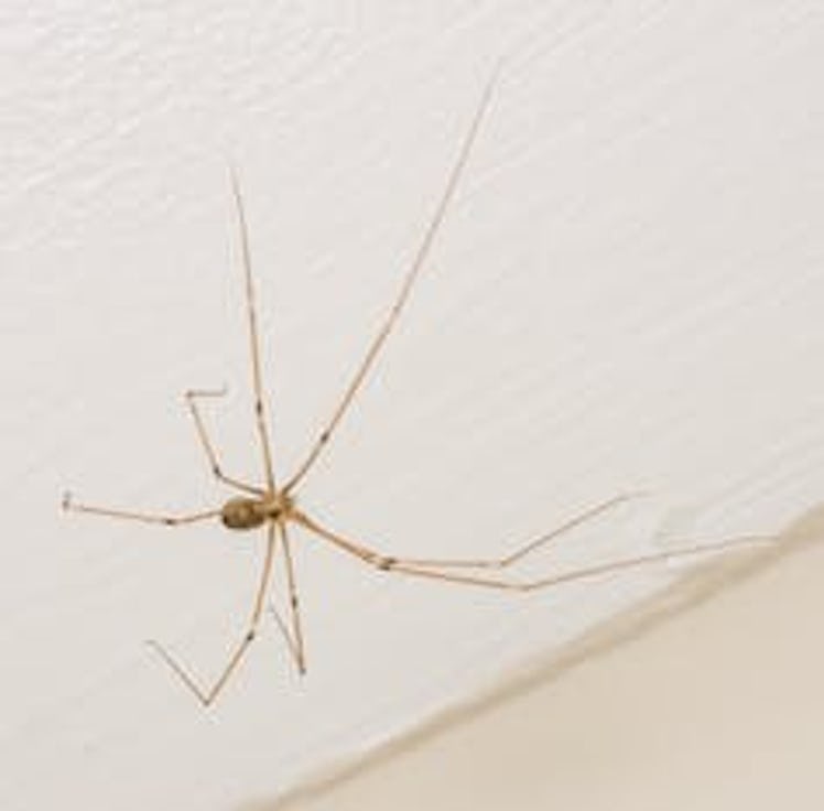 A cellar spider, sometimes called daddy longlegs (not to be confused with a harvestman).