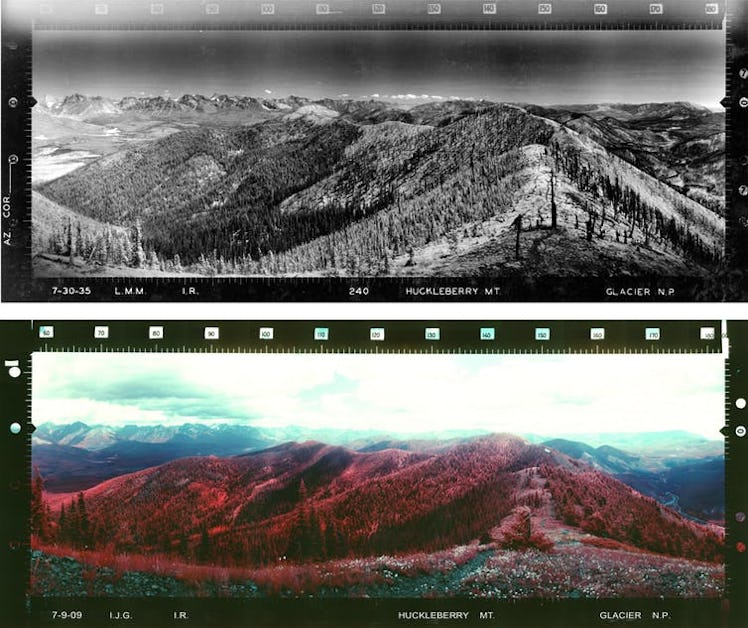 Huckleberry Mountain in Glacier National Park after a fire on July 30, 1935 (top) and July 9, 2009 (...