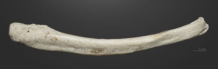 sloth bear penis bone