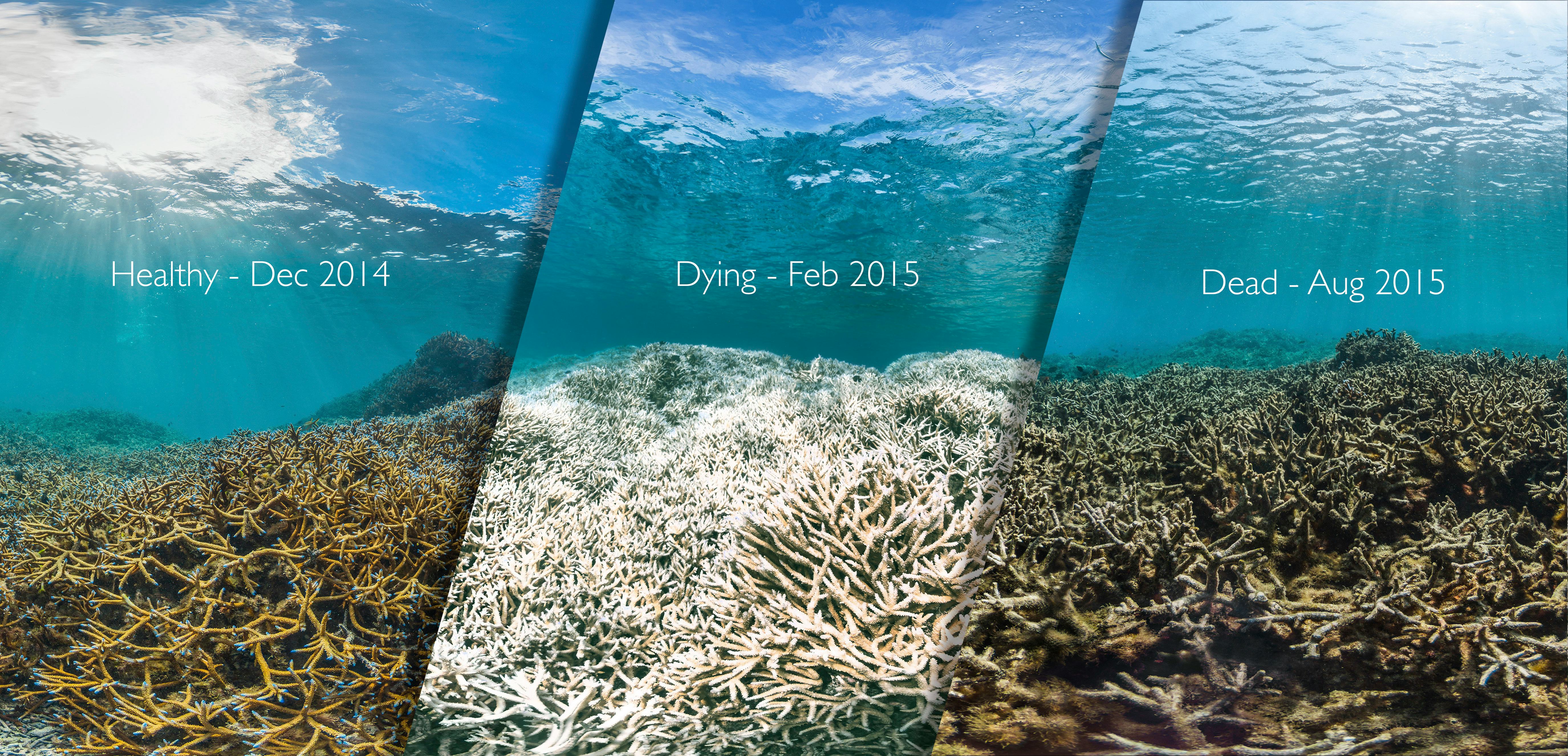 What Is Coral Bleaching? Some Reefs Glow Before They Die