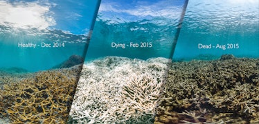 THE DEATH OF A CORAL REEF