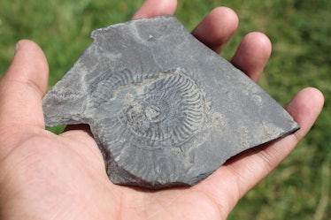 ammonite fossil 