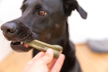 mano dando cane un ossequio