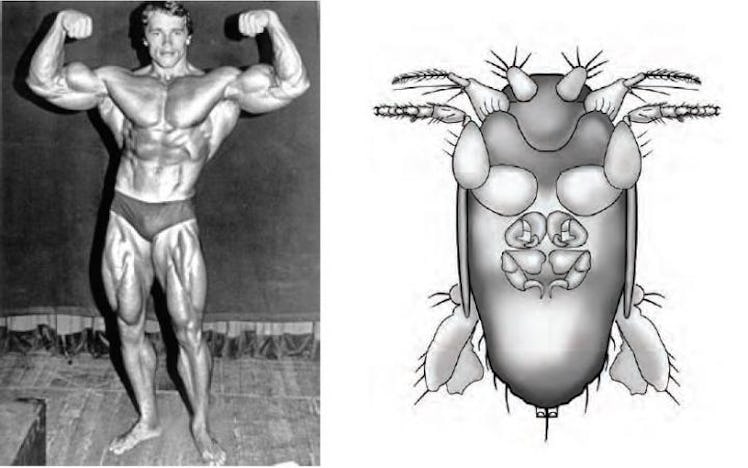 Arnold Schwarzenegger and the fly named after him