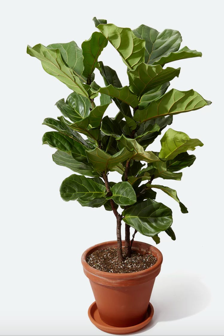 Bloomscape Fiddle Leaf Fig Tree
