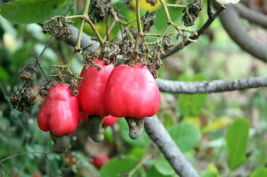 Red cashew apples on a tree branch