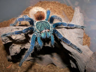 A punk rock Tarantula with blue hair stumps