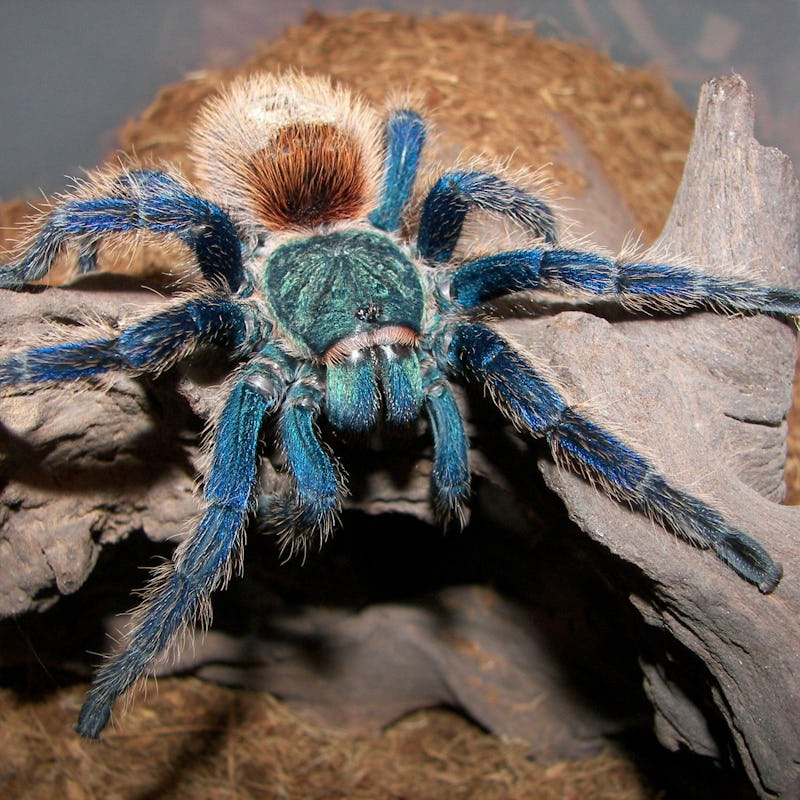 A punk rock Tarantula with blue hair stumps