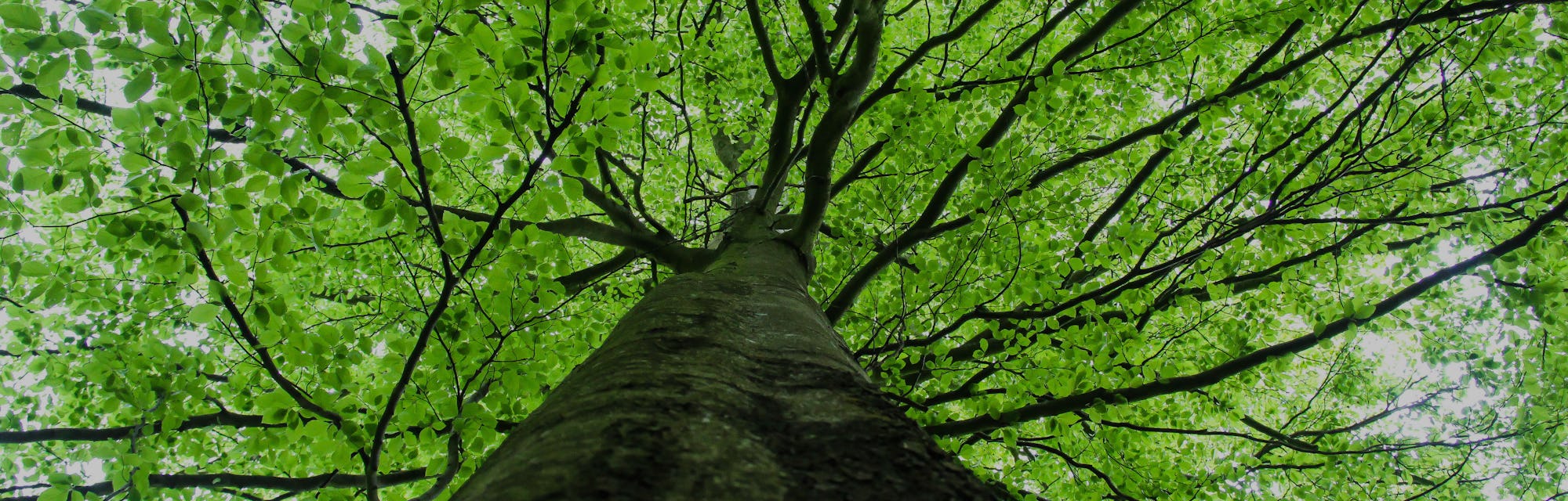 Climate Change Why The Beech Tree Boom Is Bad For Cool Forests Climate Change Why The Beech Tree Boom Is Bad For Cool Forests