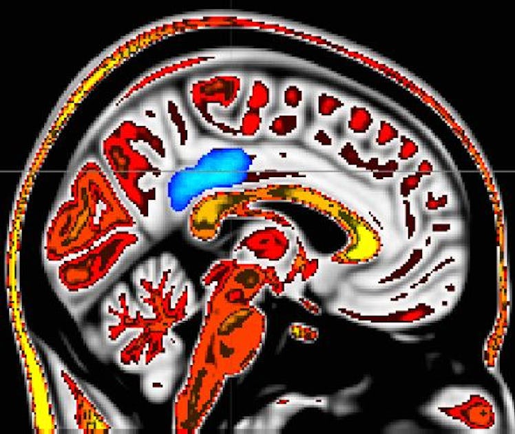 posterior cingulate cortex mindfulness 