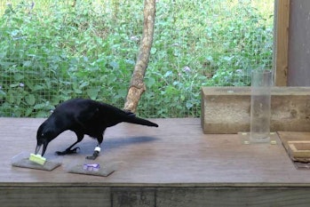 A New Caledonian crow selects an object after watching it blow in the wind to infer how heavy it is.