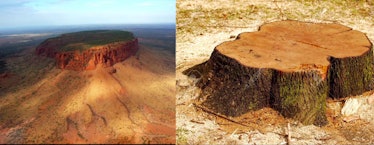 The Flat Earth had No Forests theory says that flat top mountains are the stumps of ancient trees. 