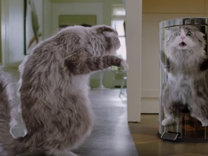 A cat from "Nine Lives"