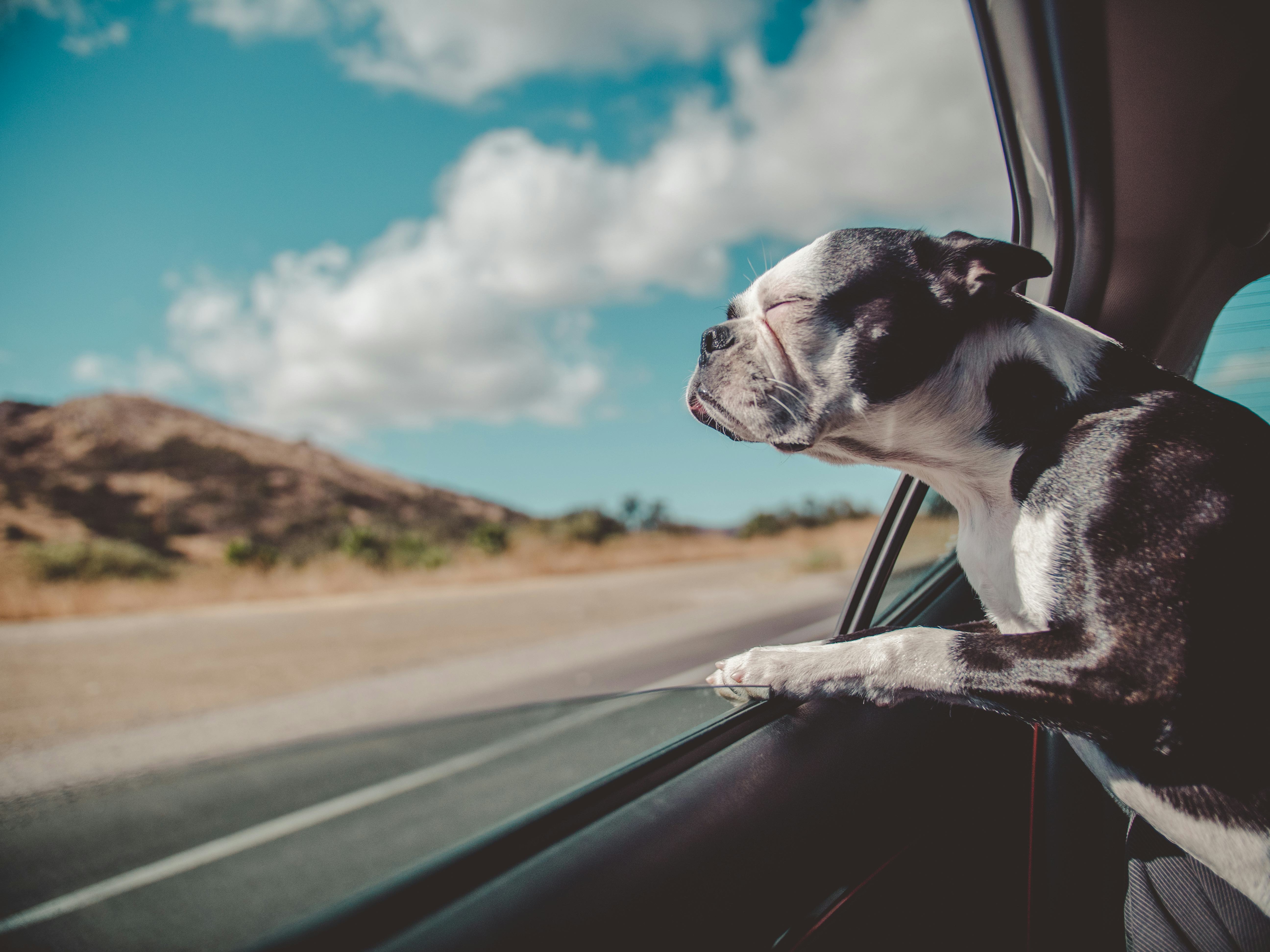 Some Dogs Hate Car Rides and Others Love Them Here Are the Reasons Why