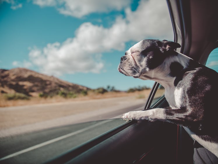 dogs riding in cars