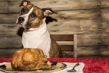 dog with cooked turkey
