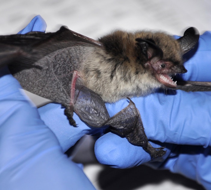 Video Shows Bat With Rabies Like The One That Killed A Utah Man 
