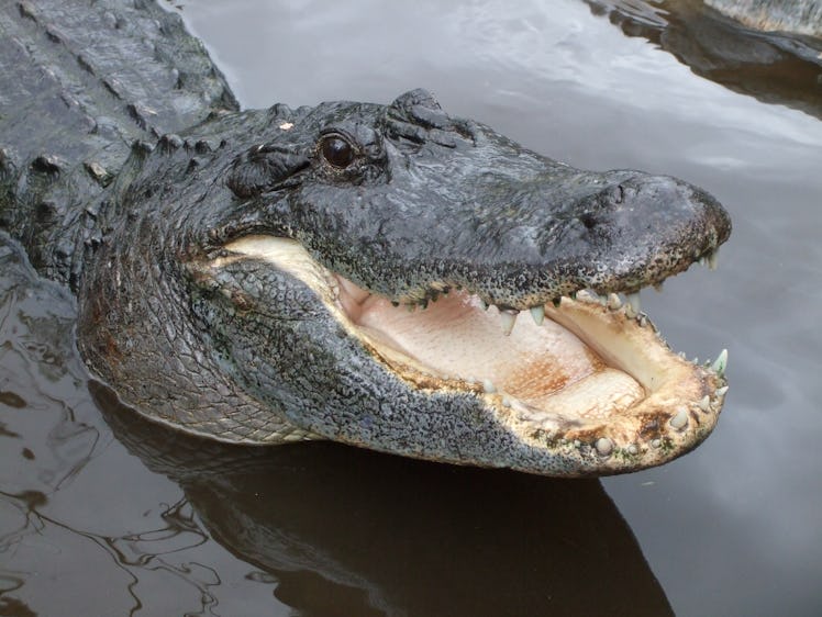 American alligator