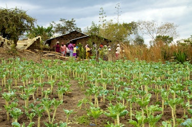 kenya kale