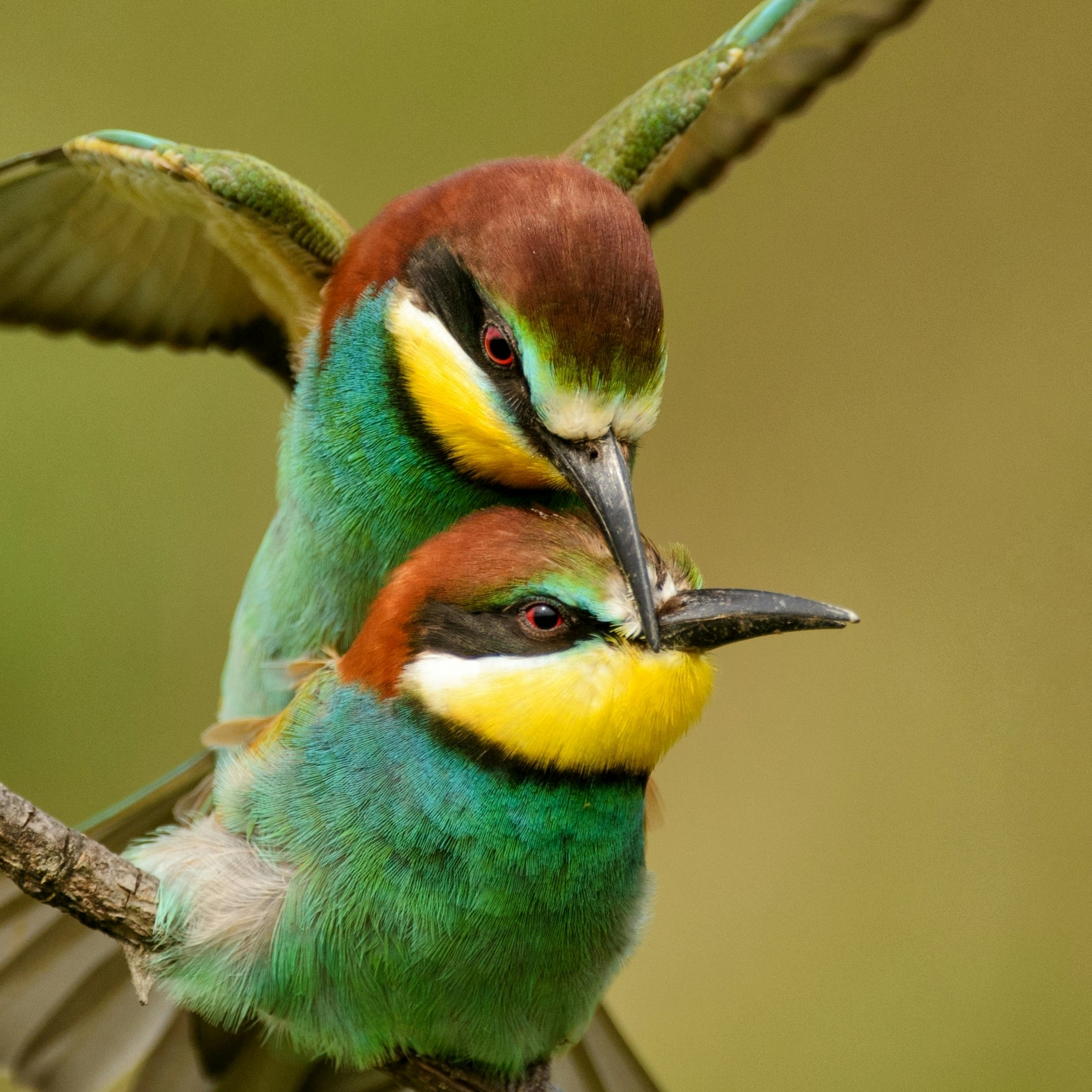 When male birds keep it interesting in the bedroom, both partners benefit