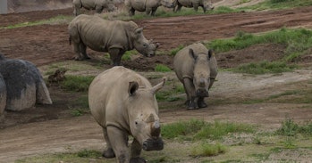 rhinos, San Diego Zoo Safari Park