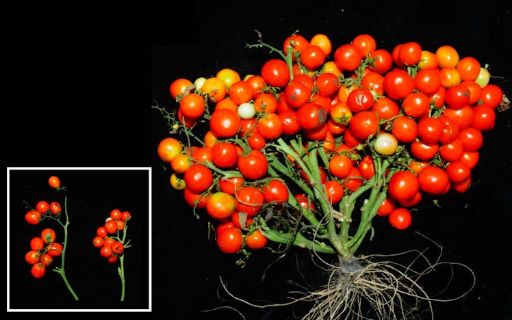 Cherry tomatoes on a vine with black background 