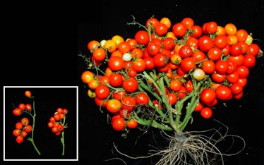 cherry tomatoes on a vine with black background 