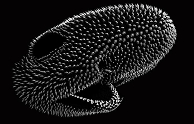 A CT scan of a small-spotted catshark hatchling's head shows its arrangement of denticles.