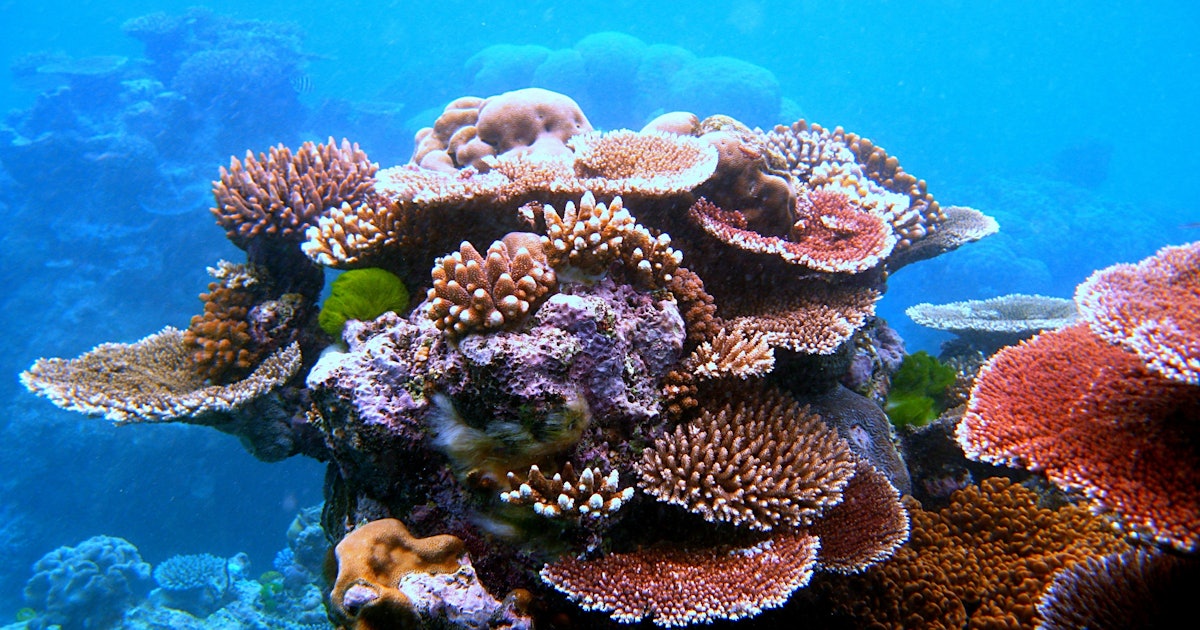 Is Coral a Plant or Animal? They're Not What You Think They Are