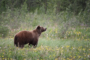 Grizzly bear standing in the middle of a grass field
