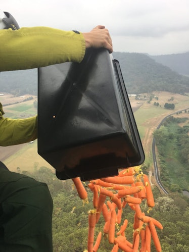 hands dumping carrots from a plane onto a forest