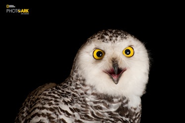snowy owl the photo ark