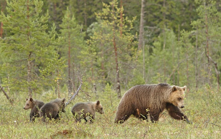 mother bear with cubs