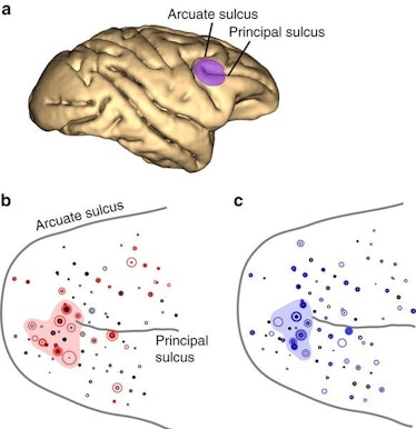 macaque brain cortex prefrontal PFC sulcus frontal lobe cortex