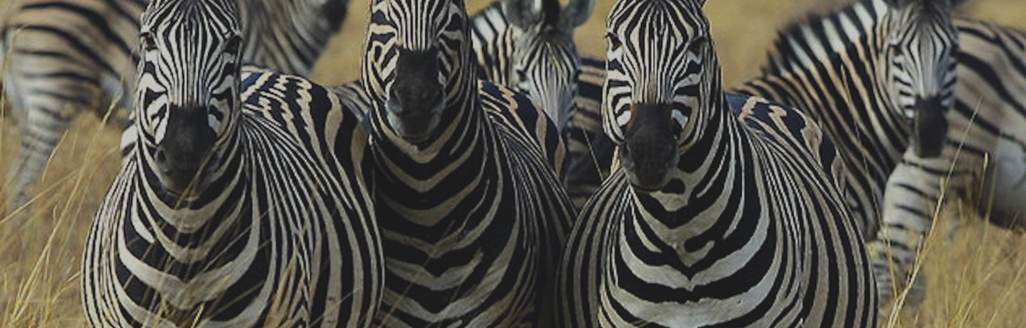 Why Do Zebras Have Stripes Scientists Strike Out Temperature