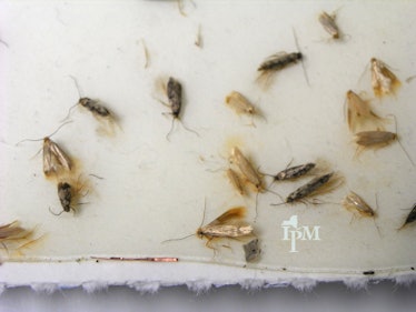Does Cedar Kill Moths?