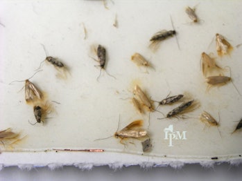 Clothes Moth - 2 Species
