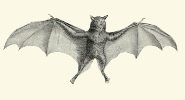 Bulldog bat illustration (vintage)