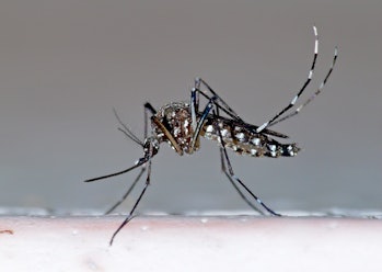 Research on electronic mosquito repellers suggest they're not very effective. Maybe they should play...