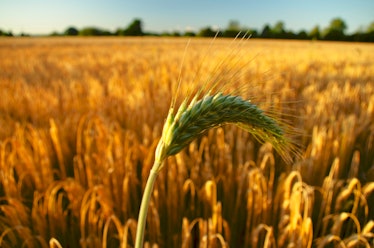 Climate change, barley harvests, and beer prices are all tied closely together.