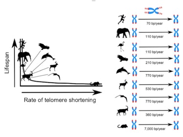 This study showed that the faster telomeres shortened, the shorter the animals lived.