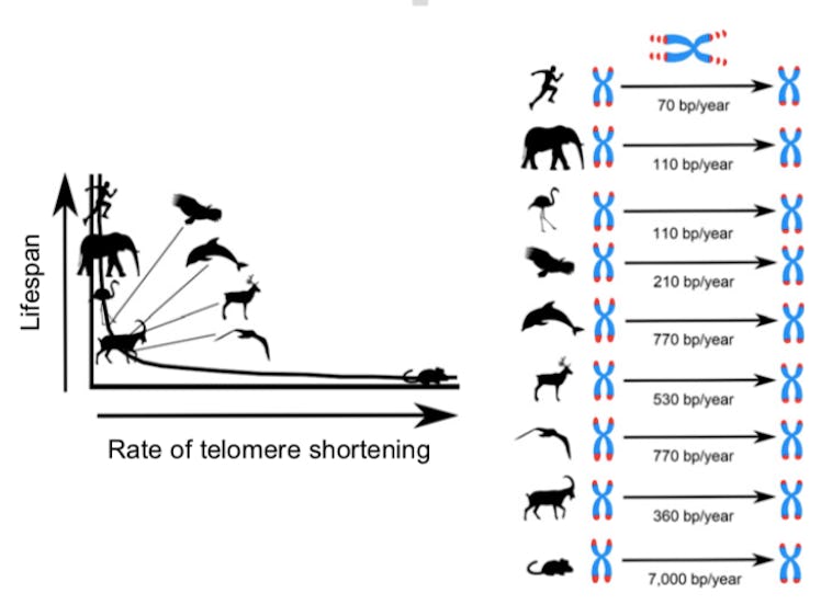 This study showed that the faster telomeres shortened, the shorter the animals lived.