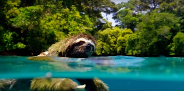 swimming sloth