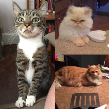 Why Cats Chirp Or Chatter Science Explains What They Re Saying