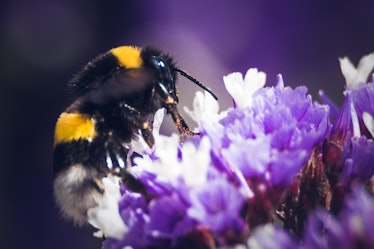 Bumblebees may be susceptible to diseases carried by managed hives of honeybees.