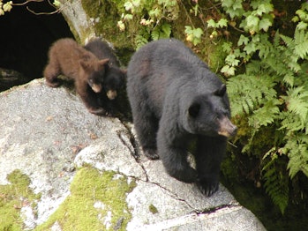 Black bear sow with her two cubs