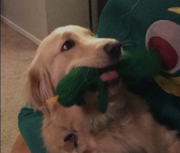 The Gumby Dog Knew It Was Its Owner In The Costume