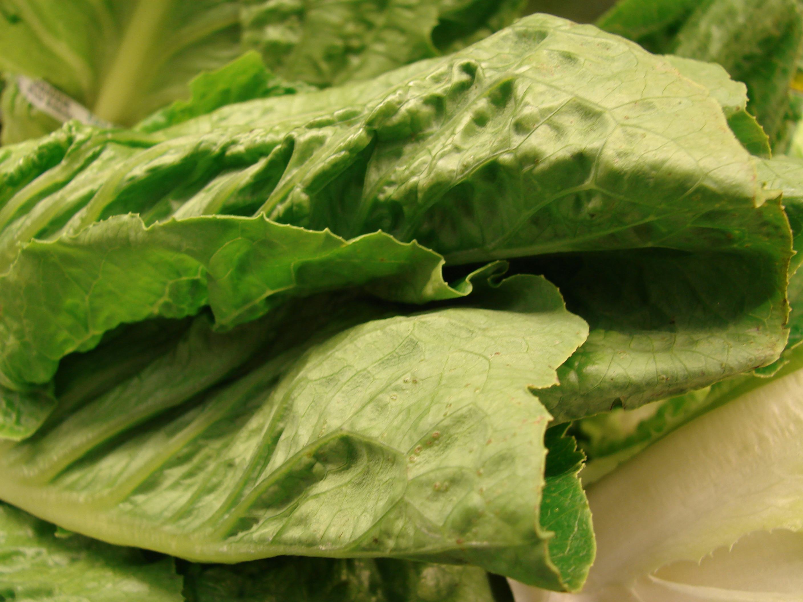 CDC Throw All Romaine Away, Washing Won’t Do the Trick