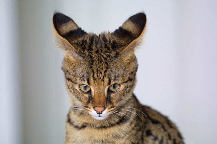 cat hybrid genetics savannah serval 