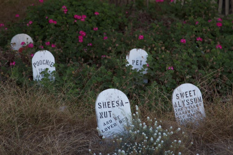 A pet cemetery with white tombstones.